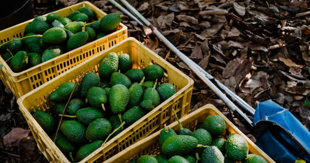 aguacate Exportación de aguacate mexicano a Estados Unidos se reactiva al 100% tras suspensión en Michoacán.
