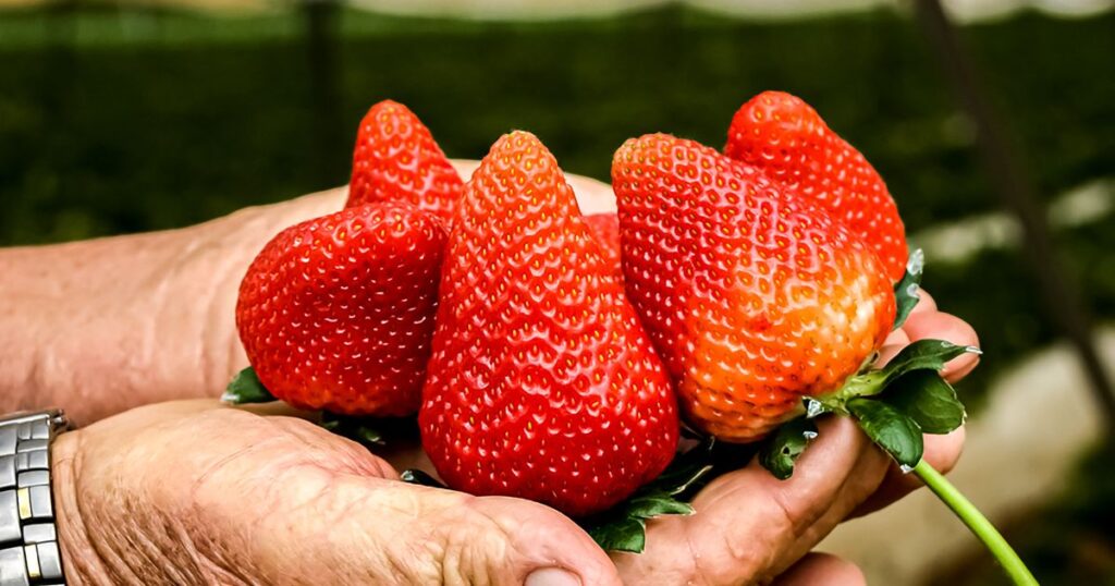 Fresas mexicanas en riesgo por dumping: Departamento de Comercio de EE.UU. impone aranceles que afectan a pequeños productores.