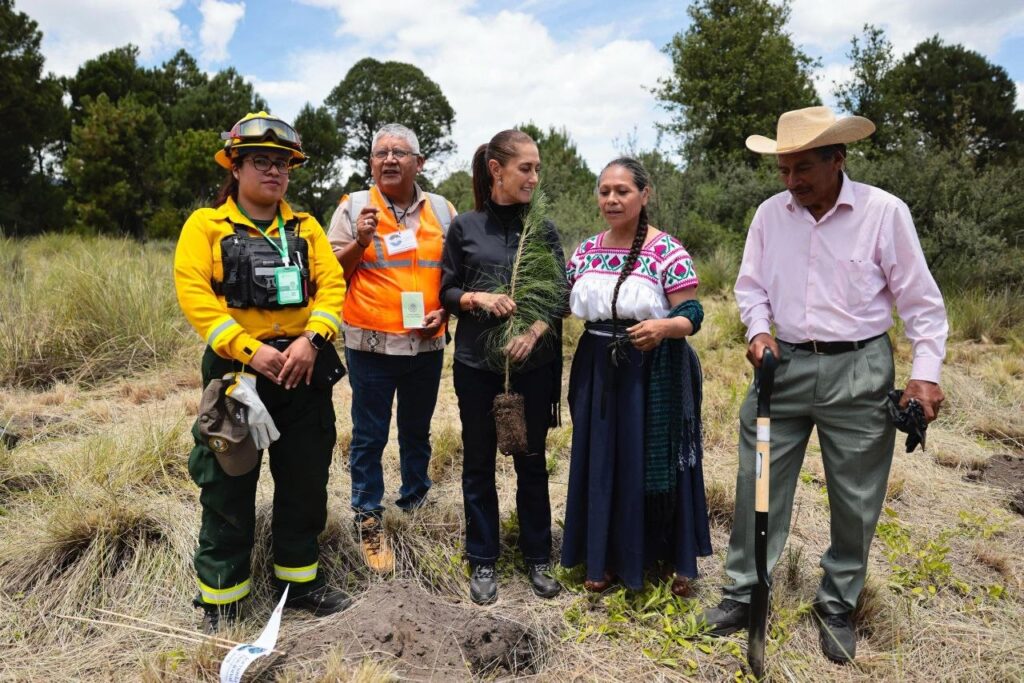 reforestación