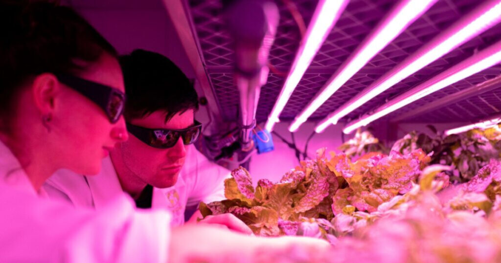Investigador analiza muestras de cultivos en laboratorio como parte del proceso de registro del primer biofungicida de RNA, producto biotecnológico que protege plantas sin dejar residuos tóxicos.