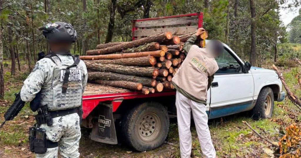 Profepa asegura más de 3 mil metros cúbicos de madera en operativo contra tala ilegal en 26 estados de México.