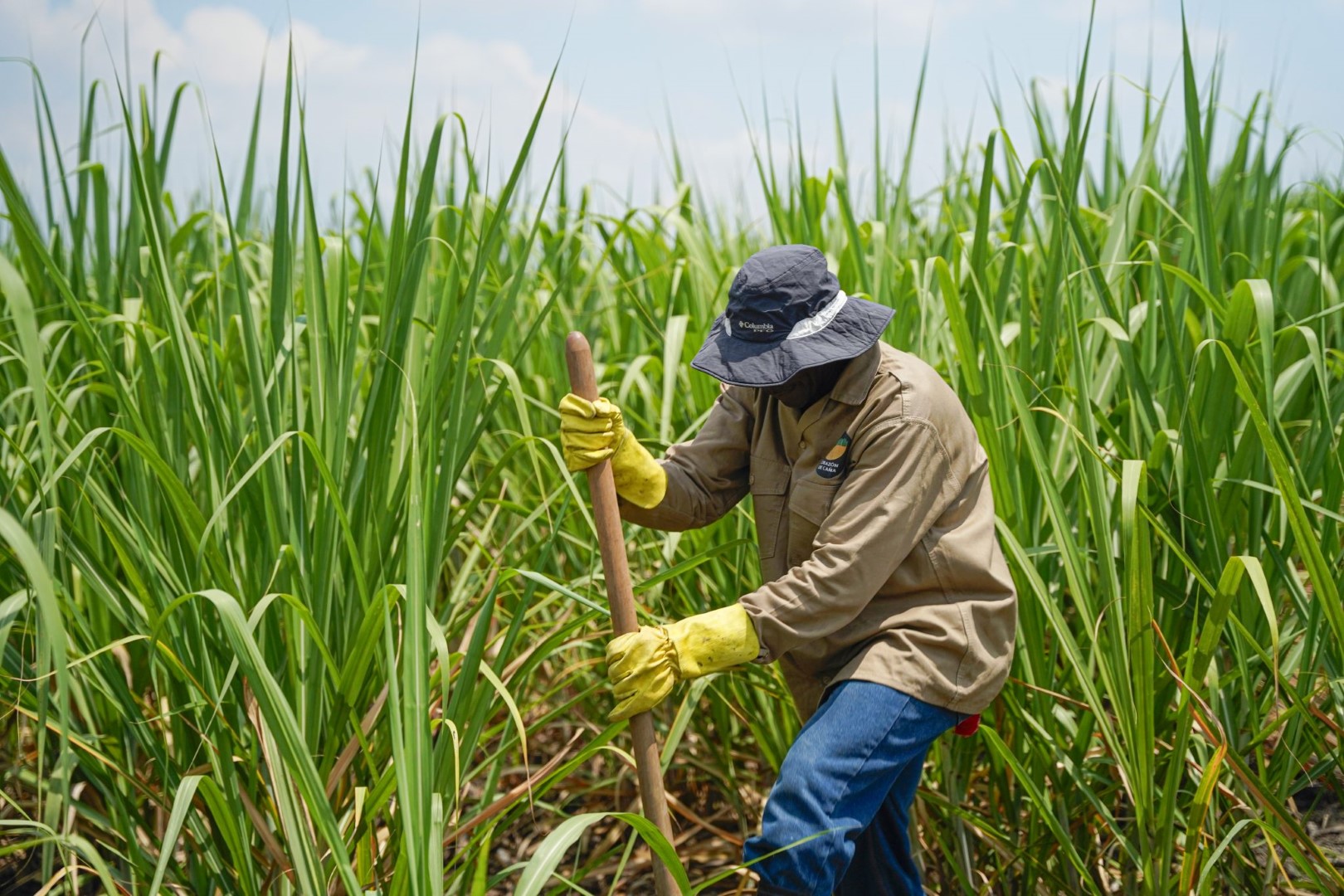 Trabajador realiza labores en un cultivo de caña de azúcar